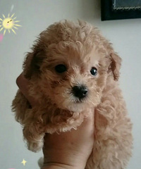 С̩�����¼�