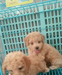 С̩�����¼�