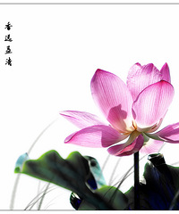 影画——荷趣
