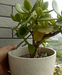 �󹺻���!�մɵ�