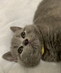家养蓝猫宝宝找主人英短幼崽小猫