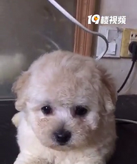 ����С��