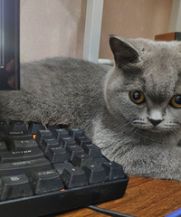 ��û�н�����è��Ⱥ��������Լ�����è�������֡�