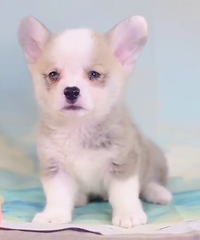 ���ܣ��»��ȸ��� ��Ҫ��V