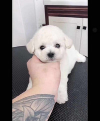 ���ܣ��»��ȸ��� ��Ҫ��V