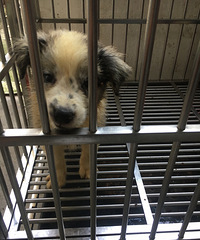 ����Ȯ������������һ�ı߾�����ȮС��������ֻ