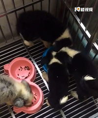 ����Ȯ������������һ�ı߾�����ȮС��������ֻ