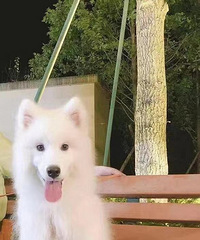 ��ϲ����Ħ����