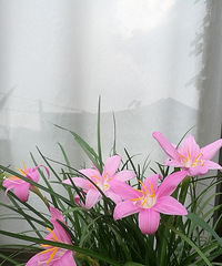 杂花