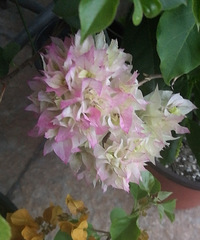 杂花