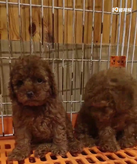 ������ɫ̩�ϱ���