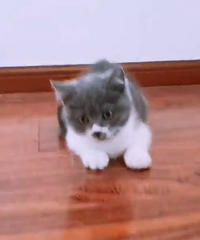 ����Ӣ��