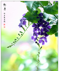 一组倩影——蕾丝金露花