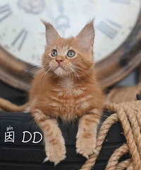 各种猫狗