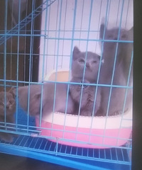 新到一批猫狗