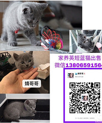 给英短猫找主人