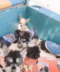 ѩ������