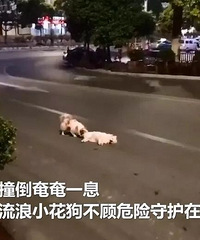 泪目!“小伙伴”被车撞死,它在车流中守护了3小时