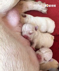 �̰�ţ��Ԥ�����ɰ커��