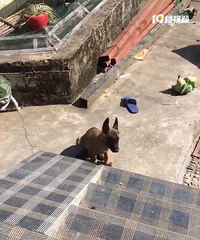 �����¹�����