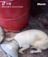 我家铁蛋老是咬自己