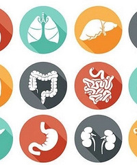 9种器官存在感低,没了它人体也能维持“生存”