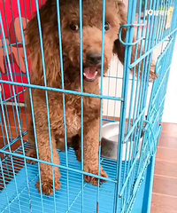 寻找新主人,愿意养的免费领养狗