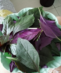 阳台无公害蔬菜