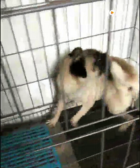 ������ĸ�͸�Ȯ