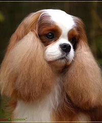 有柴犬、查理王犬