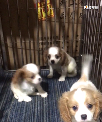 有柴犬、查理王犬