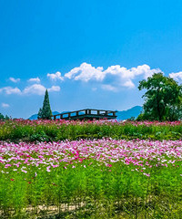 花海配上江上奇霧,美哉