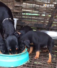 ������ű�