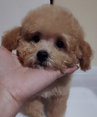 小泰迪500