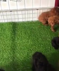 免费泰迪犬 领养泰迪幼犬 赠送泰迪狗狗 泰迪领养狗狗 泰迪宠