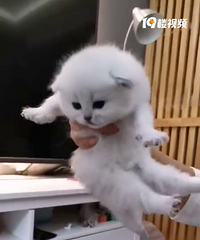 有想养猫的小伙伴吗,一起来买猫啊,猫舍靠谱,我有朋友在那买了