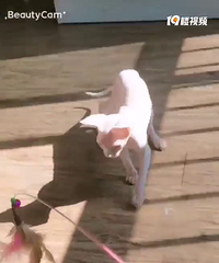 无毛猫 斯芬克斯猫 4500转让 4个月母猫 品相极好