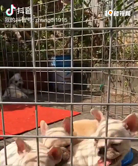 ���ͷ�ţ��ĸ����