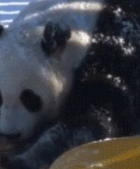 ��è��һ�μ�����ѩ�����������������Ȼ��ˣ�