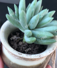 我和盆栽的生死恋!你养动植物有啥趣事?