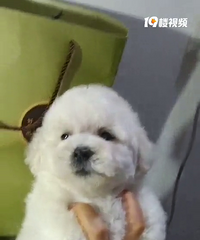 家养比熊公母都有