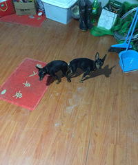 售四个月公小鹿三个月母迷你杜宾