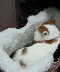 ����èſŮӤ����˯��������������Ϣ����