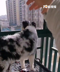 纯血边牧求领养