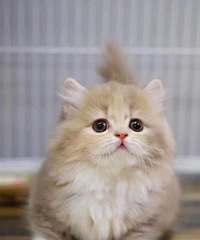 家里猫太多,想要的联系