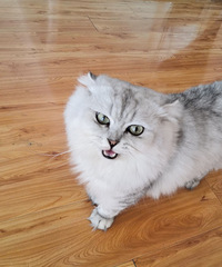 家里猫太多,想要的联系