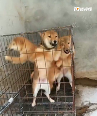 �ĸ��²�Ȯ��ĸ����