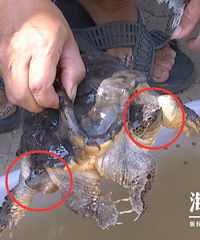 三十万分之一的概率!海宁发现一只小怪物!要当心的是....