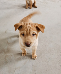 �㶫��С���ӽ�С�Թ�