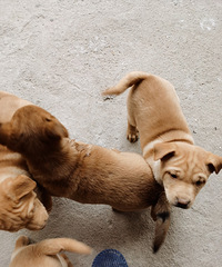 �㶫��С���ӽ�С�Թ�